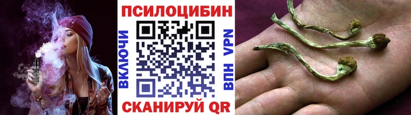 где купить наркоту Зеленогорск Галлюциногенные грибы Cubensis